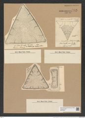 Triceratium stokesianum Grev. (de-Toni-Nr.: Genus 140, Species 3760) Zeichnungen Sammlung Grunow Nr. 7276 (NHMW-BOT-W0376291)